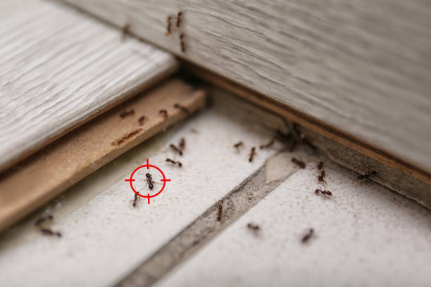 Best Best Pest Control Companies  in Niverville, NY