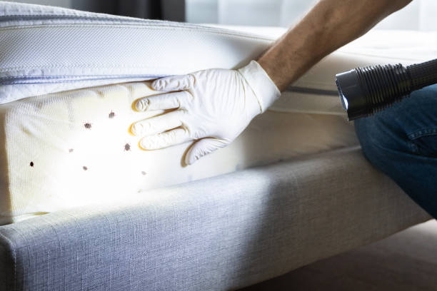 Best Flea Control Services  in Niverville, NY