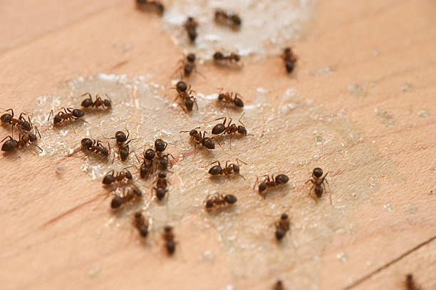 Best Insect Control  in Niverville, NY